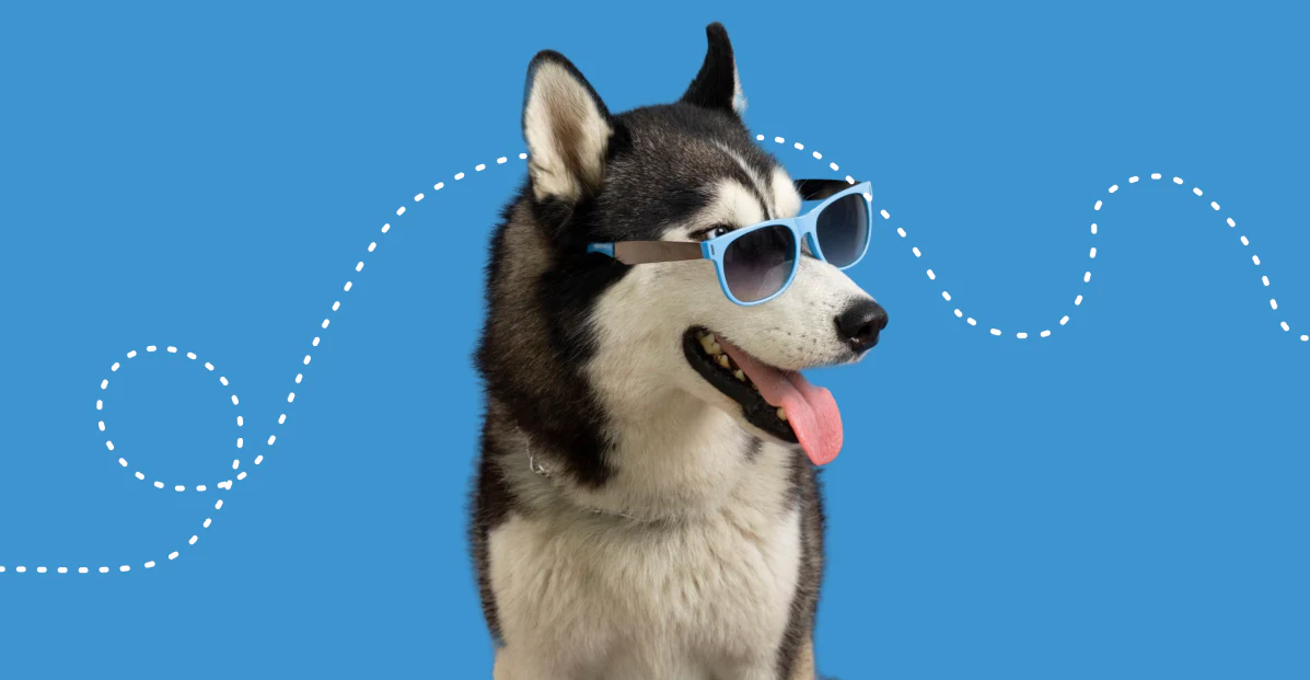 Style and Comfort for Every Pet